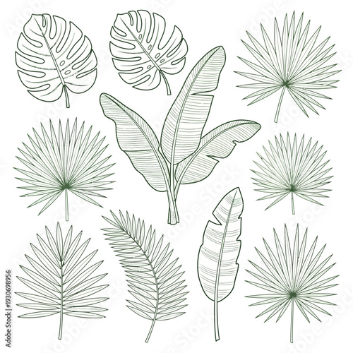 Foto Tropical Leaf Illustrations A Collection of Exotic Botanical Elements for Design