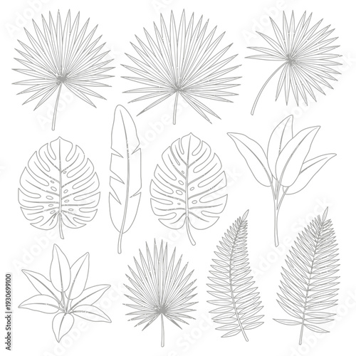 Exotic rainforest leaves outline vector collection for design projects. Diverse botanical set featuring tropical foliage, including various palm leaves, monstera, and banana leaf illustrations