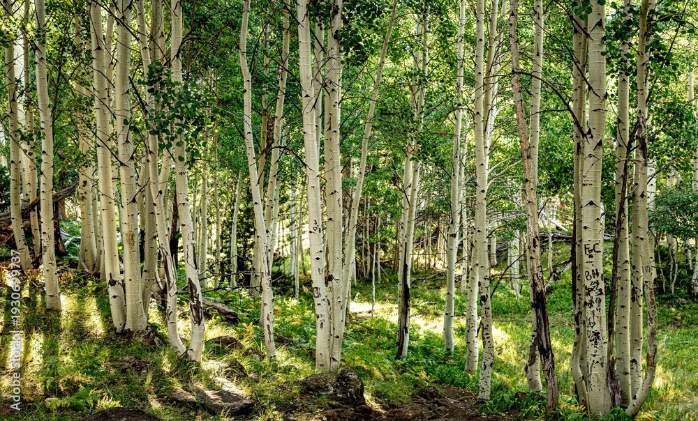 Fototapeta premium Aspens in the forest