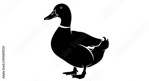 Duck Silhouette Standing Alone.