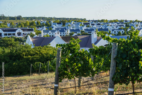 Fotografi South Africa,Winery in Stellenbosch ,Vineyard with rows of grapevines in foregro