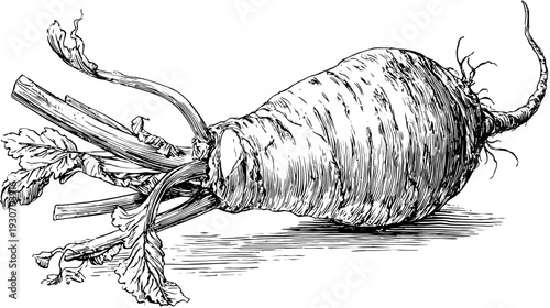 Detailed black and white illustration of a large root vegetable with leaves
