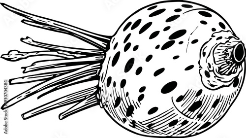 A black and white illustration of a fish-like creature with spots and tendrils