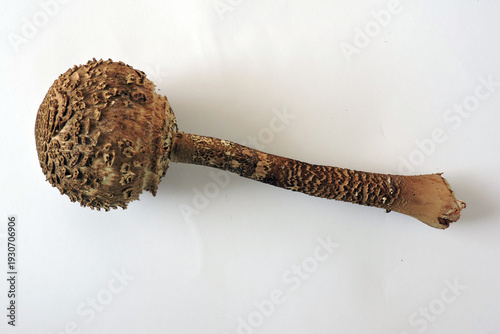 Wallpaper Mural Young unexpanded parasol mushroom cap and stem on white background Torontodigital.ca