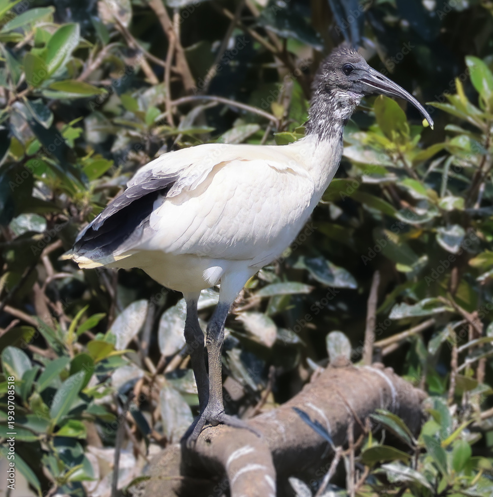 Fototapeta premium Australian white ibis standing in wetland habitat in Australia