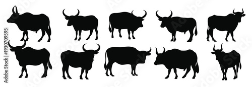  ox silhouettes set isolated flat illustration on white