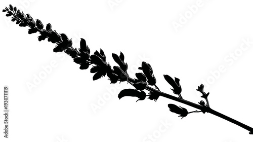 A black and white, silhouette of a plant stem with small, delicate flower buds