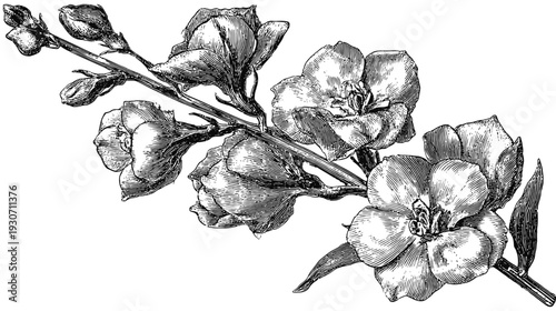 Intricate black and white floral illustration of delicate flowers, leaves, and buds on a stem