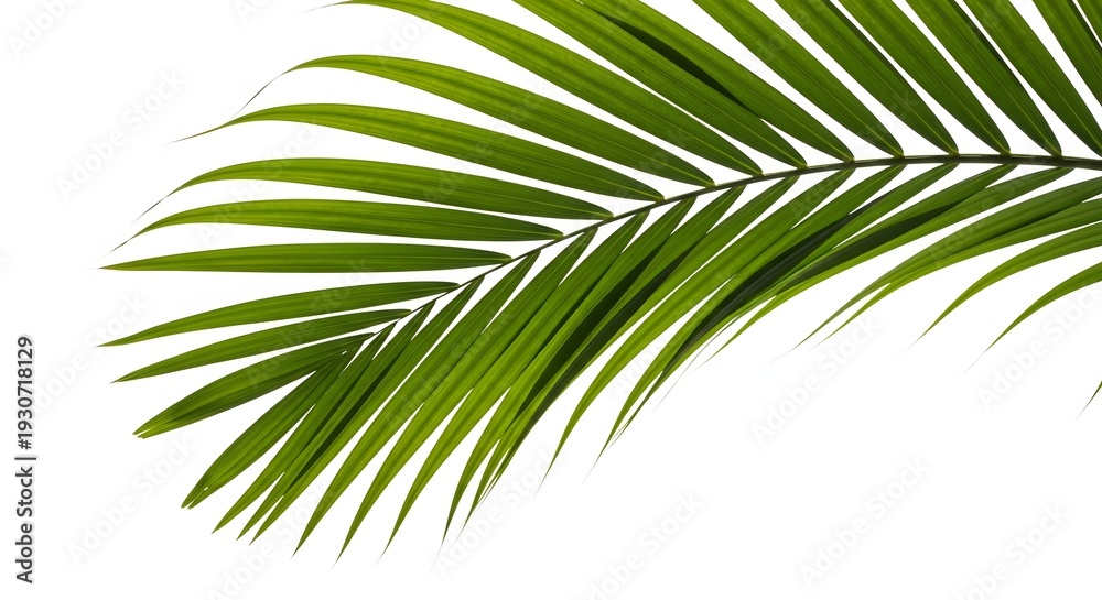 Obraz premium A single vibrant green palm leaf, characterized by its long, slender fronds, gracefully curves against a clean white background, highlighting its natural texture