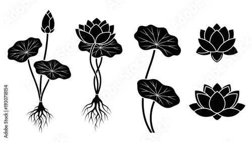 Illustration set of lotus plants with roots and flowers from various viewpoints