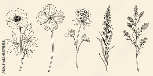 Detailed botanical illustration of various wildflowers and grasses