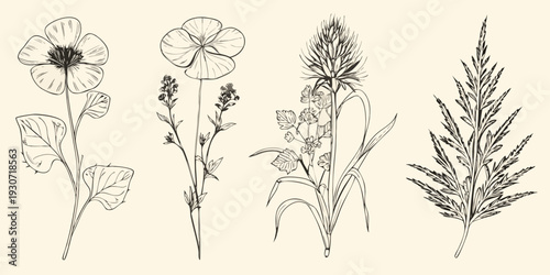 Vintage botanical illustration featuring wildflowers and grasses in line art