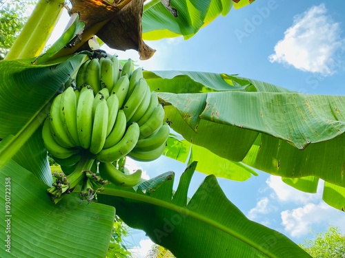 Green banana bunch growing on tree under blue sky, tropical agriculture background.