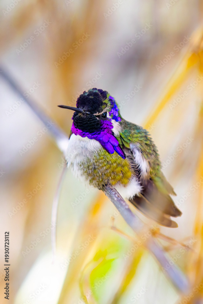 Naklejka premium Male Costas Hummingbird Portrait Arizona