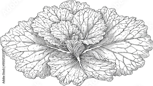 Detailed black and white illustration of a leafy, textured plant with intricate veins