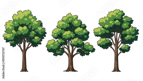 Set of three different green deciduous trees with lush summer foliage and brown trunks isolated on a white background.