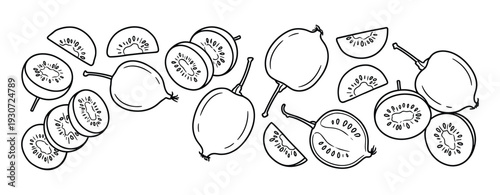 Fresh kiwi fruit sliced and whole isolated on white background hand drawn sketch
