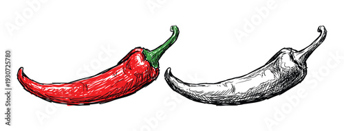 Red hot chili pepper and sketch white chili vector illustration. spice food ingredient