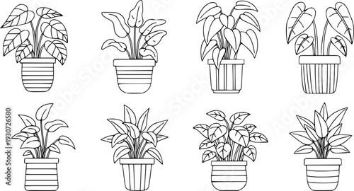 Collection of different potted houseplant line with striped pots green leaf