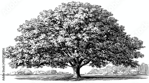 Detailed black and white ink drawing depicts a large tree with full foliage, casting a shadow below