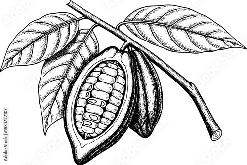 Detailed black and white of cocoa pods with leaves a branch cacao bean