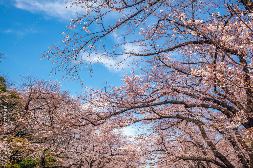 Obraz premium Low Angle View of Cherry Blossom Branches Against a Bright Blue Spring Sky