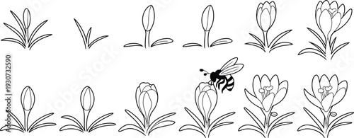 Crocus flower growth stages outline vector set with blooming spring flowers and bee pollination illustration isolated on white