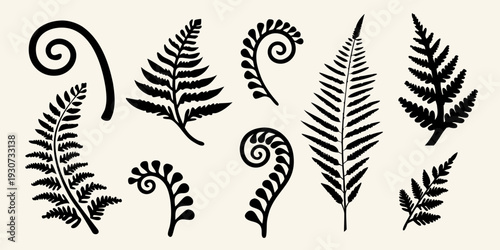 Elegant botanical illustration featuring various black fern fronds and spirals