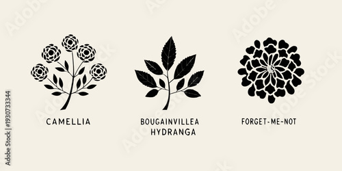 Floral botanical illustrations of camellia bougainvillea and forget me not
