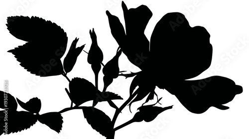 Silhouetted botanical illustration of a blooming rose with leaves and unopened buds against a white background