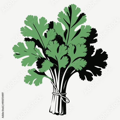 vector illustration of a cucumber