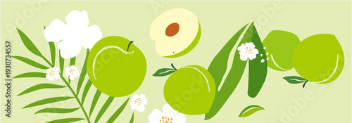Green Plum and Blossom Flat Vector Illustration Horizontal Botanical Banner