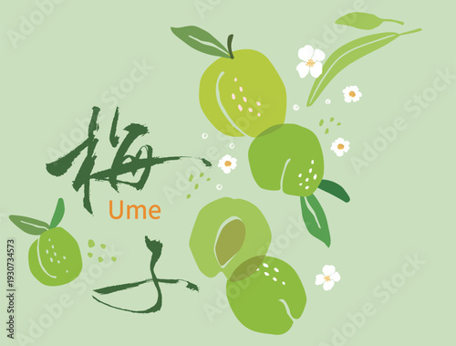 Chinese translation ： Green Plum Flat Vector Illustration with Japanese Calligraphy Design
