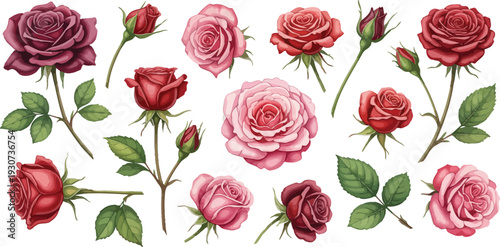 Collection of red and pink roses with green leaves on white background