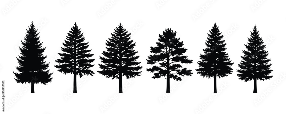 Obraz premium Silhouette of six pine trees on white background