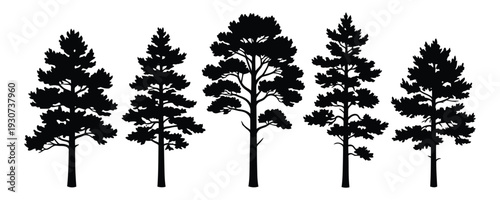 Silhouette of five tall trees with lush foliage against a white background