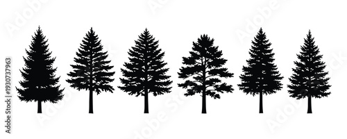 Silhouette of six pine trees on white background