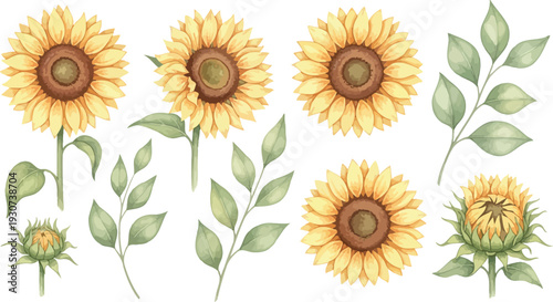 A collection of vibrant sunflowers and leaves on white background