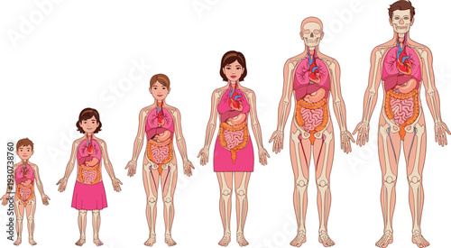 Human Body Growth Stages Vector Illustration Showing Child to Adult Anatomy with Internal Organs, Skeletal System, and Educational Medical Diagram