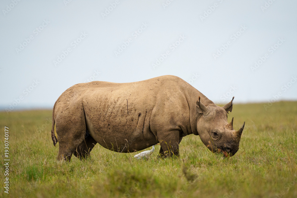 Fototapeta premium Black rhino in the savanna 