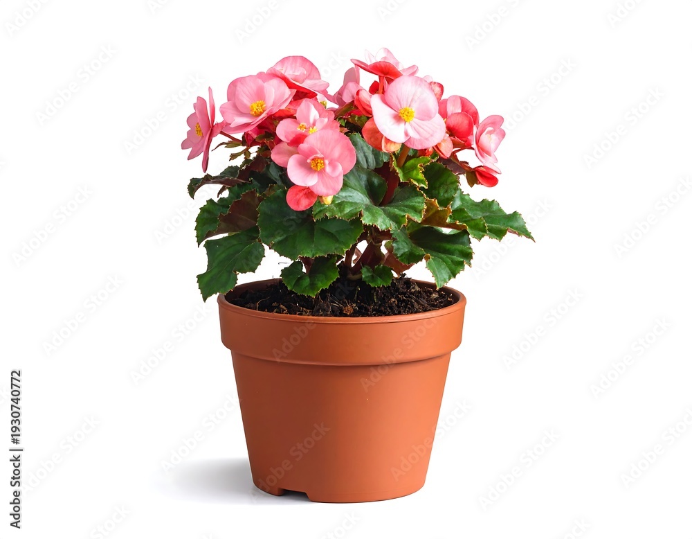 Fototapeta premium Potted begonia with pink blossoms and green leaves, isolated on a white background