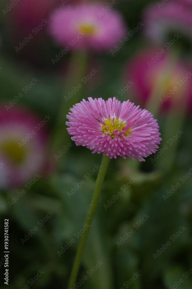 Obraz premium Explore the hidden world of nature through this collection of 13 high-fidelity macro photographs
