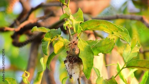 The plain prinia (Prinia inornata) - Little birds in the rice fields, Birds on tree trunks. Small birds hiding in nests on trees