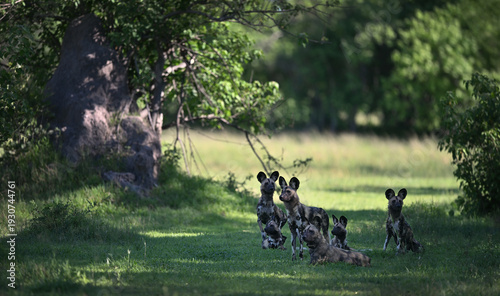 Pack of endangered African Wild Dogs (Lycaon pictus) alert and resting by a termite mound, Botswana
