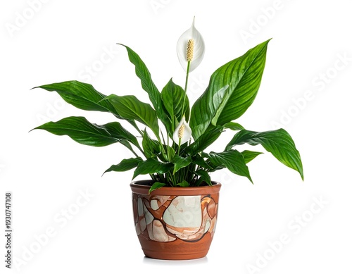 Potted peace lily with large green leaves and white flower blooms, isolated