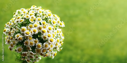Vibrant bouquet of daisies against a lush green background