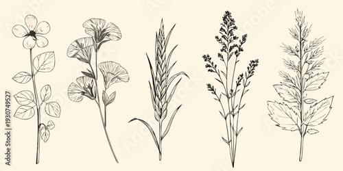 Vintage botanical illustration featuring various wildflowers and grasses