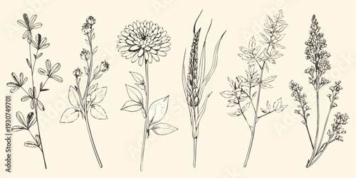 Vintage botanical illustration of wildflowers and grasses in a line drawing