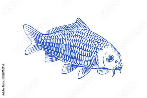 Common Carp Fish Graphic Pen Drawing in Vector