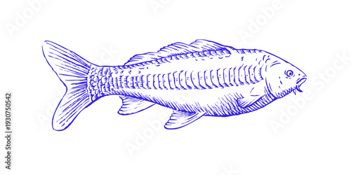 Koi Carp Fish. Hand Drawn Ink Illustration in Vector isolated on white background